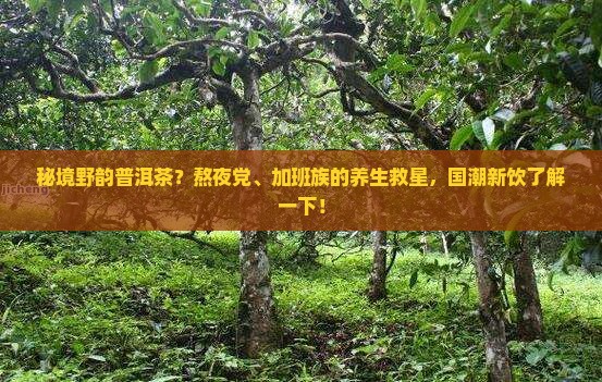 秘境野韵普洱茶？熬夜党、加班族的养生救星，国潮新饮了解一下！