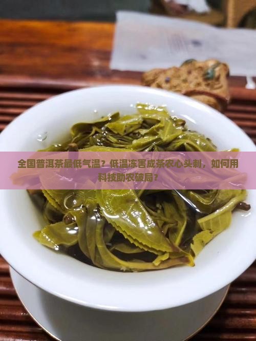 全国普洱茶最低气温？低温冻害成茶农心头刺，如何用科技助农破局？