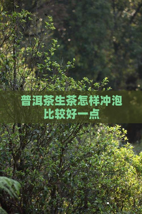 普洱茶生茶怎样冲泡比较好一点