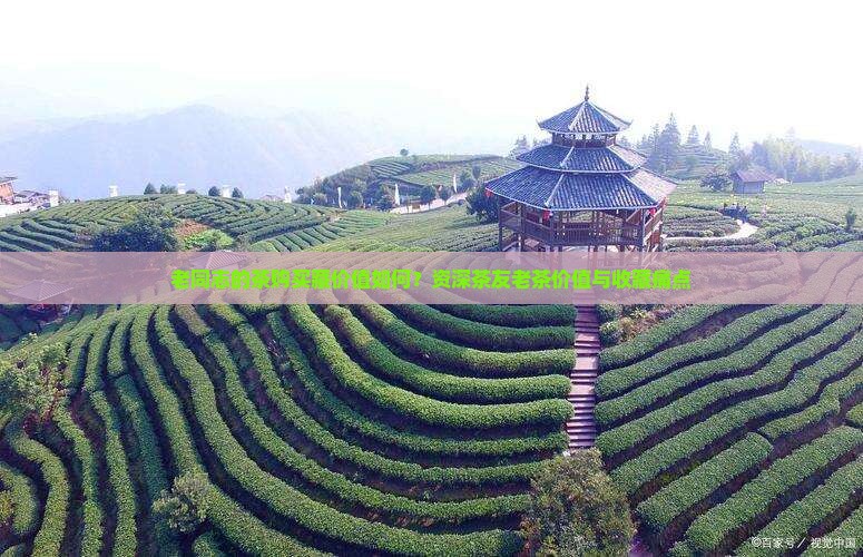 老同志的茶购买藏价值如何？资深茶友老茶价值与收藏痛点