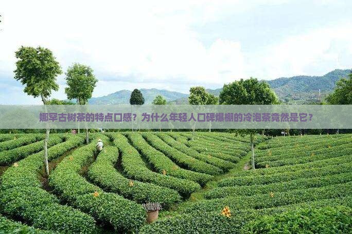 娜罕古树茶的特点口感？为什么年轻人口碑爆棚的冷泡茶竟然是它？