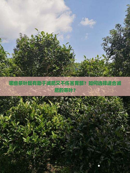 哪些茶叶既有助于减肥又不伤害胃部？如何选择适合减肥的茶叶？