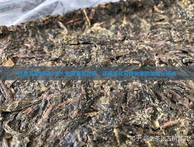熟普洱茶如何分级？老茶鬼看过来，详解陈化与转化率的关键分级法