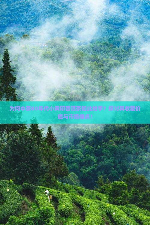 为何中茶80年代小黄印普洱茶如此抢手？探讨其收藏价值与市场痛点！