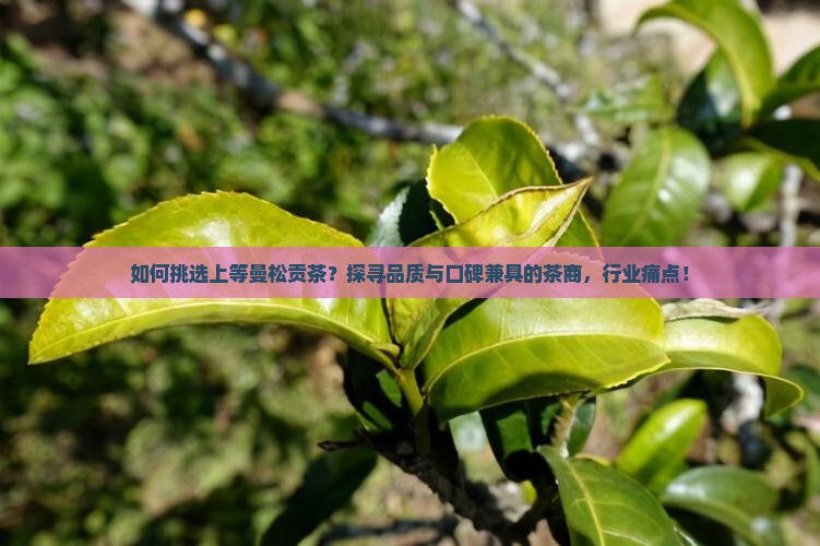 如何挑选上等曼松贡茶？探寻品质与口碑兼具的茶商，行业痛点！