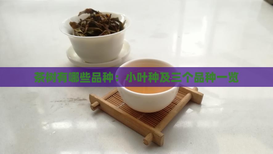 茶树有哪些品种：小叶种及三个品种一览