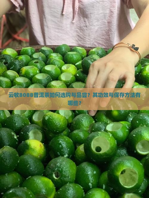 云牧8088普洱茶如何选购与品尝？其功效与保存方法有哪些？