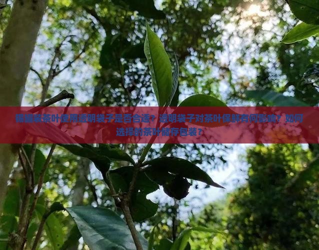 锡罐装茶叶使用透明袋子是否合适？透明袋子对茶叶保鲜有何影响？如何选择的茶叶储存包装？