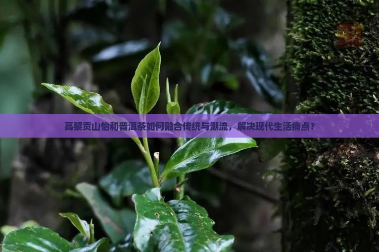 高黎贡山怡和普洱茶如何融合传统与潮流，解决现代生活痛点？