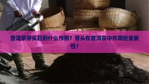 普洱茶芽头起到什么作用？芽头在普洱茶中有哪些重要性？