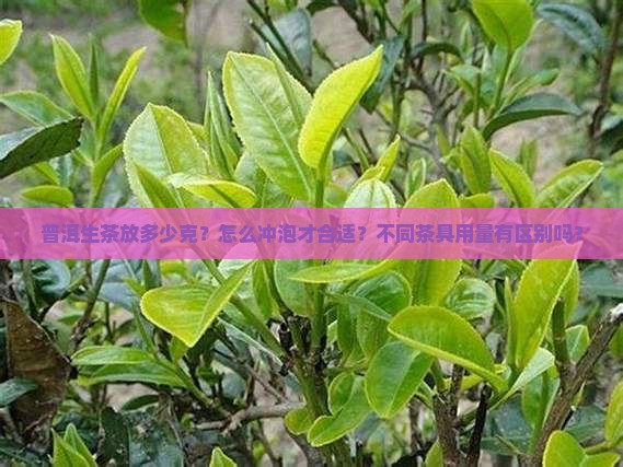 普洱生茶放多少克？怎么冲泡才合适？不同茶具用量有区别吗？