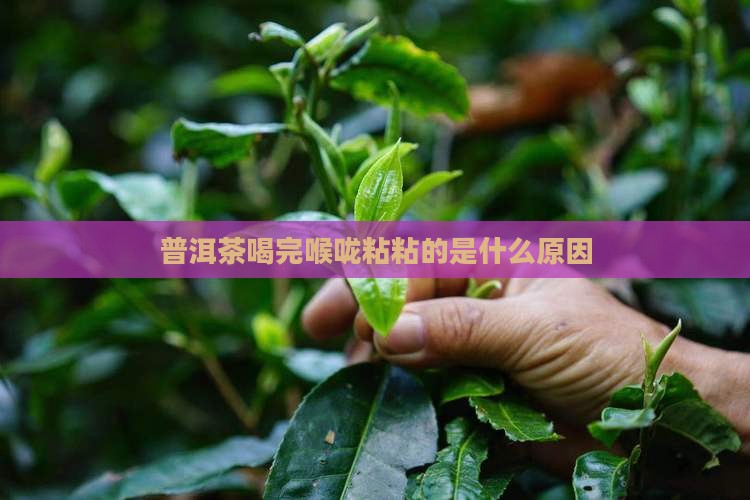 普洱茶喝完喉咙粘粘的是什么原因