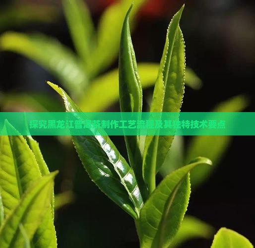探究黑龙江普洱茶制作工艺流程及其独特技术要点