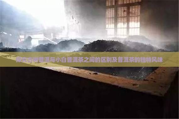 探究古树普洱与小白普洱茶之间的区别及普洱茶的独特风味