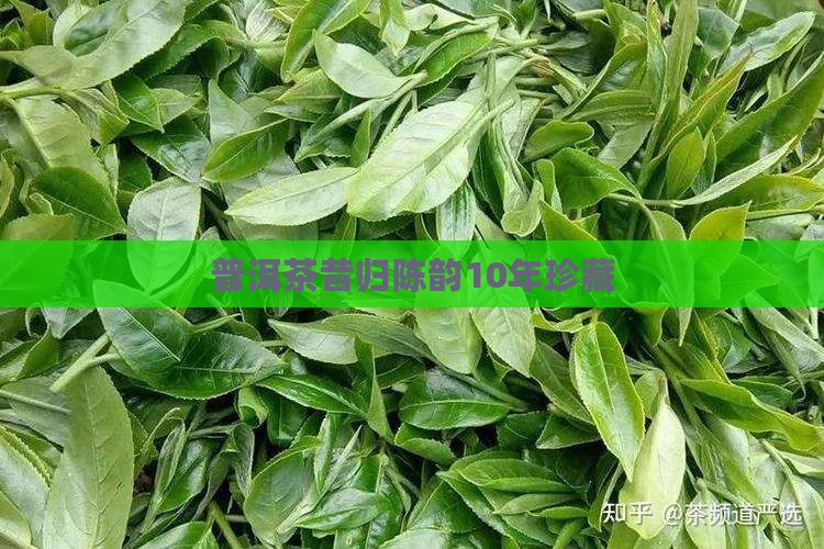 普洱茶昔归陈韵10年珍藏