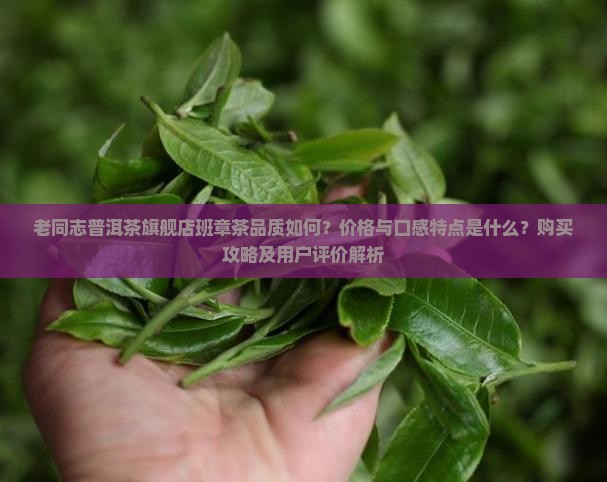 老同志普洱茶旗舰店班章茶品质如何？价格与口感特点是什么？购买攻略及用户评价解析