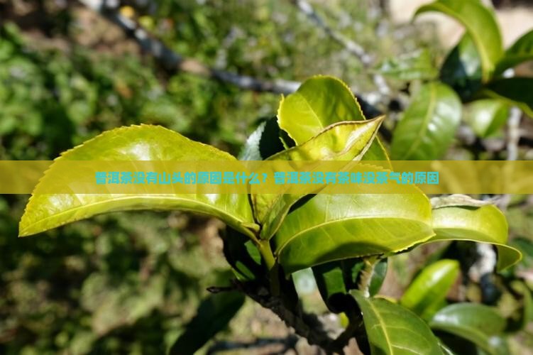 普洱茶没有山头的原因是什么？普洱茶没有茶味没茶气的原因