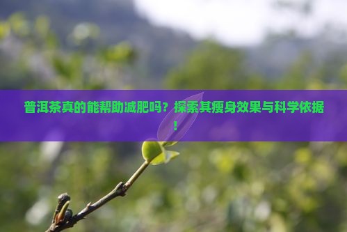 普洱茶真的能帮助减肥吗？探索其瘦身效果与科学依据！