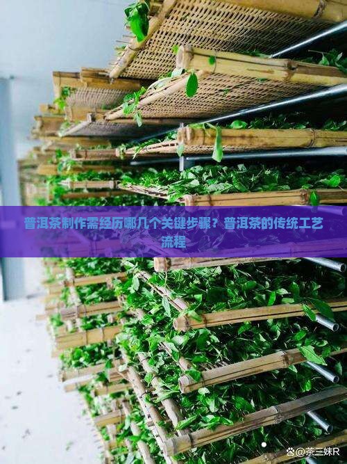普洱茶制作需经历哪几个关键步骤？普洱茶的传统工艺流程