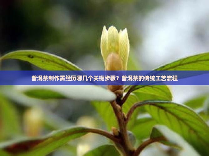 普洱茶制作需经历哪几个关键步骤？普洱茶的传统工艺流程