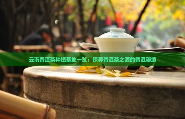 云南普洱茶种植基地一览：探寻普洱茶之源的普洱秘境