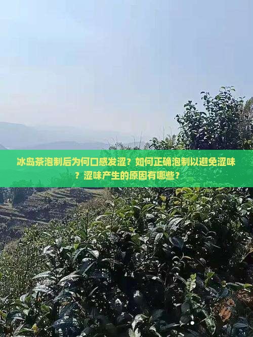 冰岛茶泡制后为何口感发涩？如何正确泡制以避免涩味？涩味产生的原因有哪些？