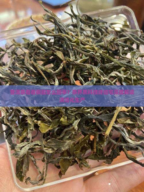 普洱茶看着很脏怎么回事？茶界黑科技终结宅深度解读清洁化生产