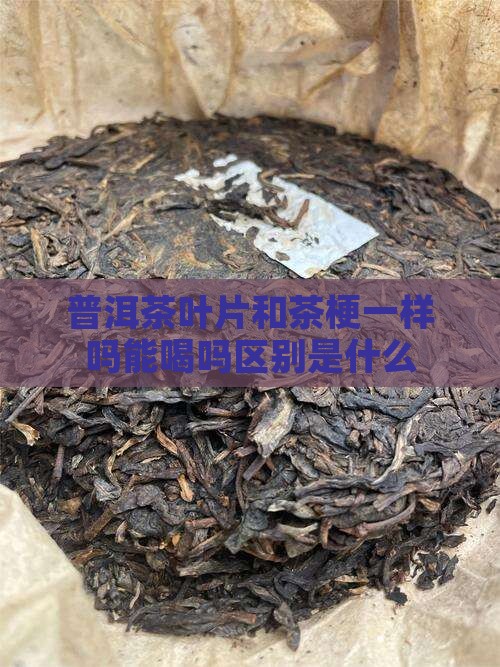 普洱茶叶片和茶梗一样吗能喝吗区别是什么
