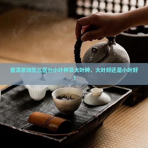 普洱茶饼怎么区分小叶种及大叶种，大叶好还是小叶好？