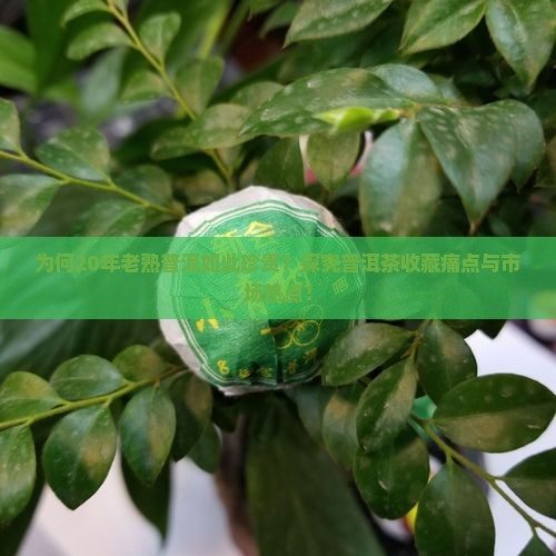 为何20年老熟普洱如此珍贵？探究普洱茶收藏痛点与市场热点！