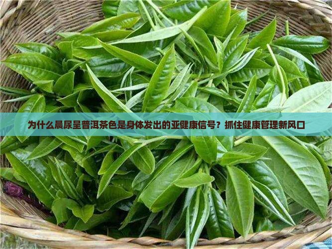 为什么晨尿呈普洱茶色是身体发出的亚健康信号？抓住健康管理新风口