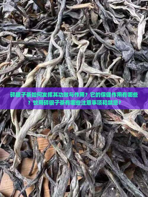 碎银子茶如何发挥其功效与作用？它的保健作用有哪些？饮用碎银子茶有哪些注意事项和禁忌？