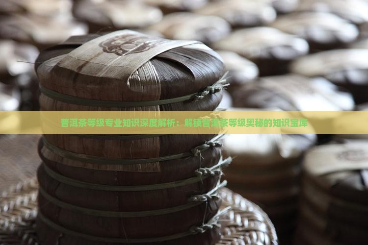 普洱茶等级专业知识深度解析：解锁普洱茶等级奥秘的知识宝库
