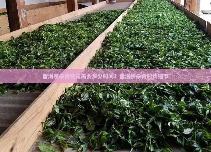 普洱茶杀青究竟需要多少时间?普洱茶杀青时长细节 普洱茶杀青究竟需要多少时间?普洱茶杀青时长细节