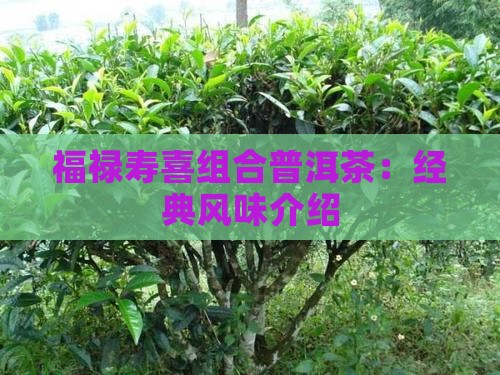 福禄寿喜组合普洱茶：经典风味介绍