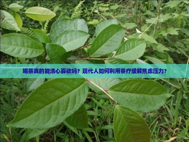 喝茶真的能清心寡欲吗？现代人如何利用茶疗缓解焦虑压力？