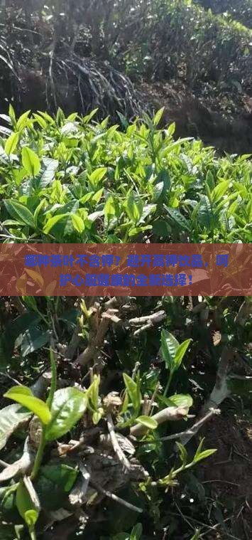 哪种茶叶不含钾？避开高钾饮品，呵护心脏健康的全新选择！
