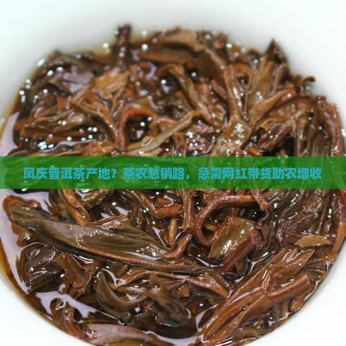 凤庆普洱茶产地？茶农愁销路，急需网红带货助农增收