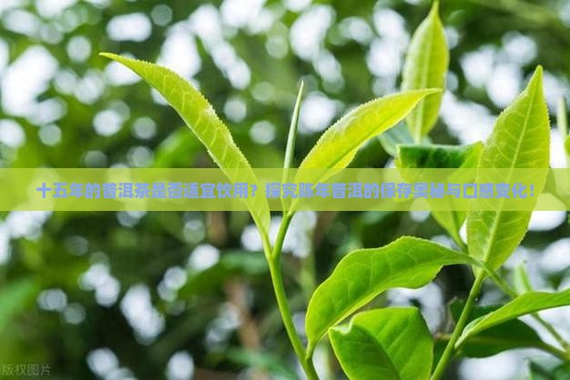 十五年的普洱茶是否适宜饮用？探究陈年普洱的保存奥秘与口感变化！