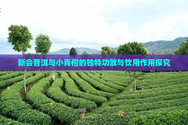 新会普洱与小青柑的独特功效与饮用作用探究