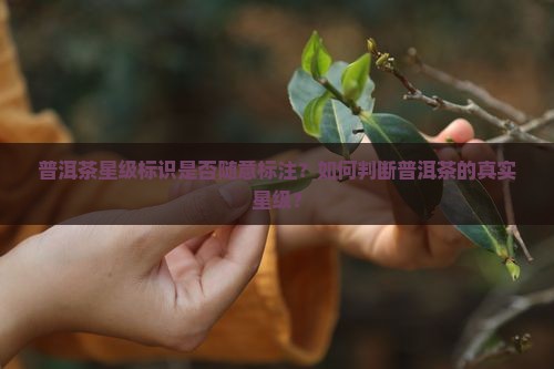 普洱茶星级标识是否随意标注？如何判断普洱茶的真实星级？