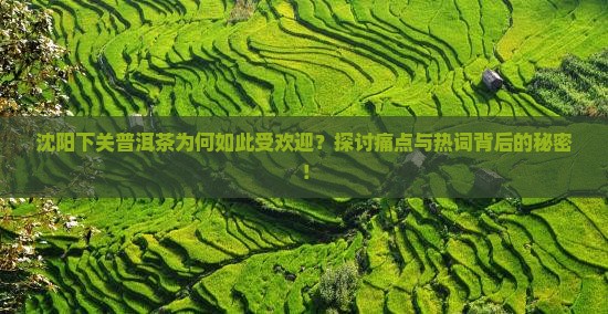 沈阳下关普洱茶为何如此受欢迎？探讨痛点与热词背后的秘密！