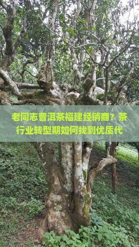 老同志普洱茶福建经销商？茶行业转型期如何找到优质代理机会