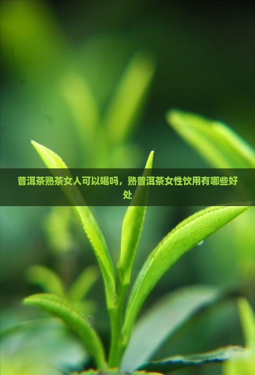 普洱茶熟茶女人可以喝吗，熟普洱茶女性饮用有哪些好处