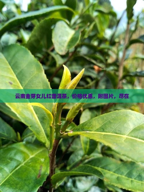 云南金芽女儿红普洱茶，价格优惠，附图片，尽在