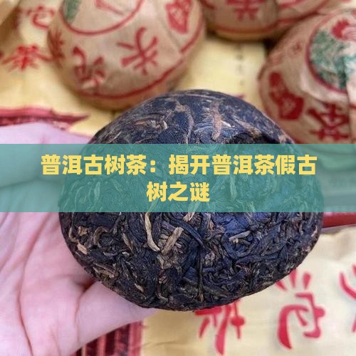 普洱古树茶：揭开普洱茶假古树之谜