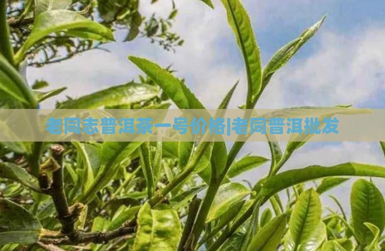 老同志普洱茶一号价格|老同普洱批发