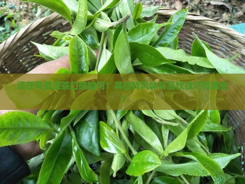泽苍号普洱茶口感如何？其独特风味与品饮技巧有哪些？