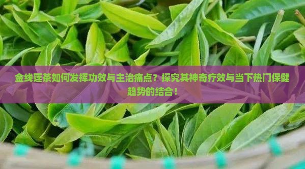 金线莲茶如何发挥功效与主治痛点？探究其神奇疗效与当下热门保健趋势的结合！