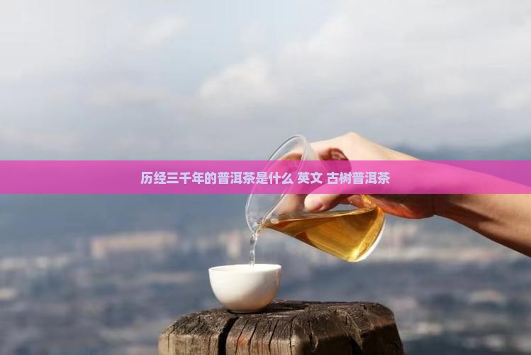 历经三千年的普洱茶是什么 英文 古树普洱茶